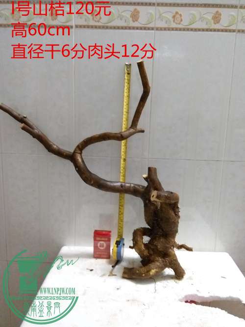 P60223-183109__.jpg