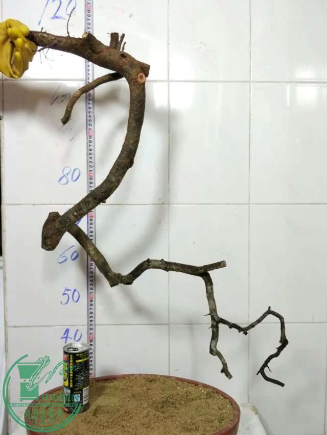 psb (35).jpg