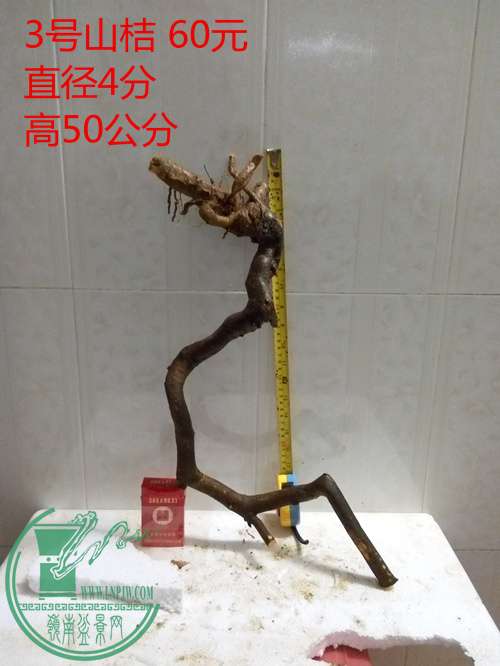 P60224-190844_.jpg