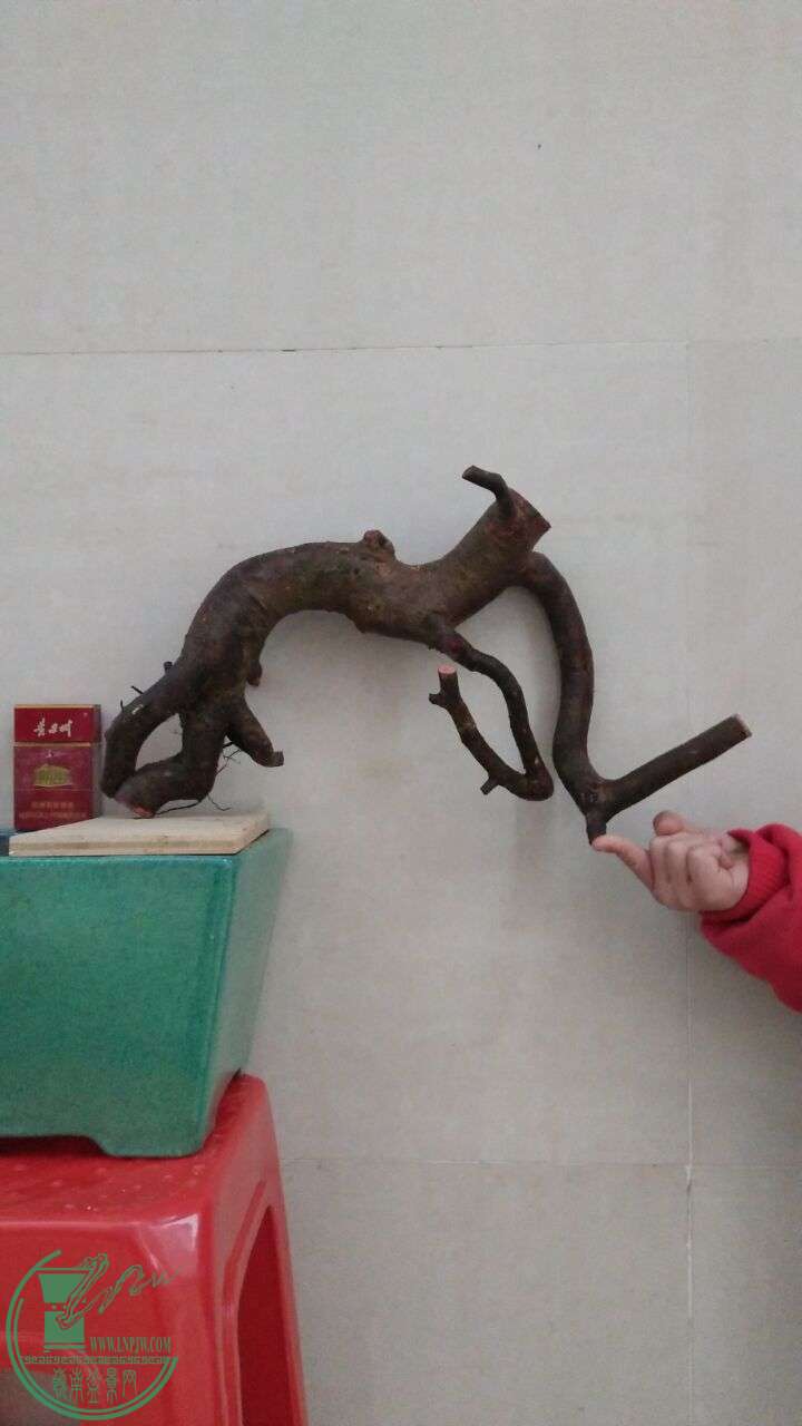 QQͼƬ20160225194051.jpg