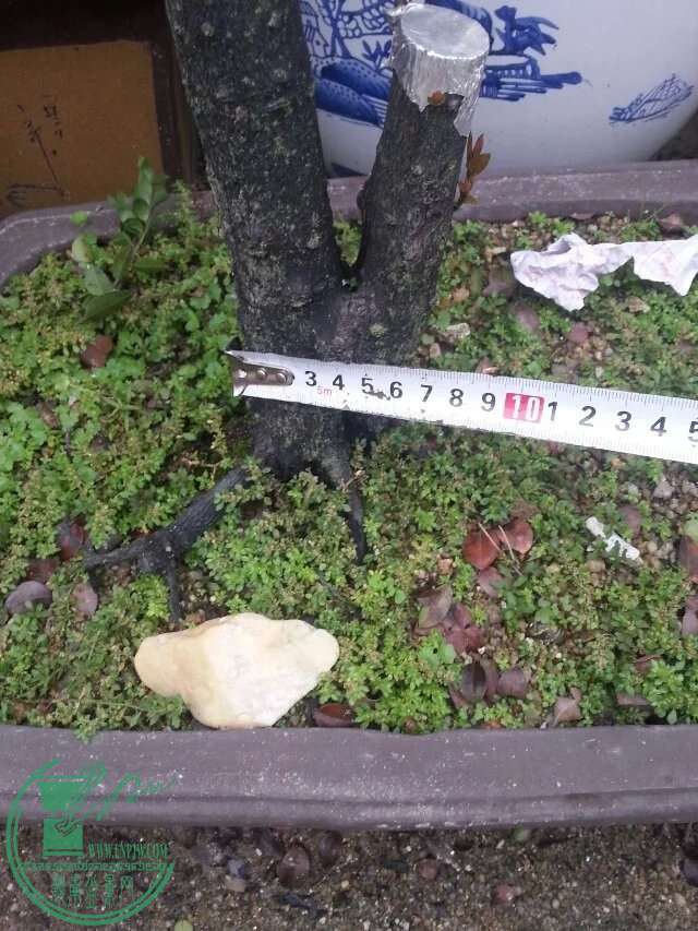 image.jpg