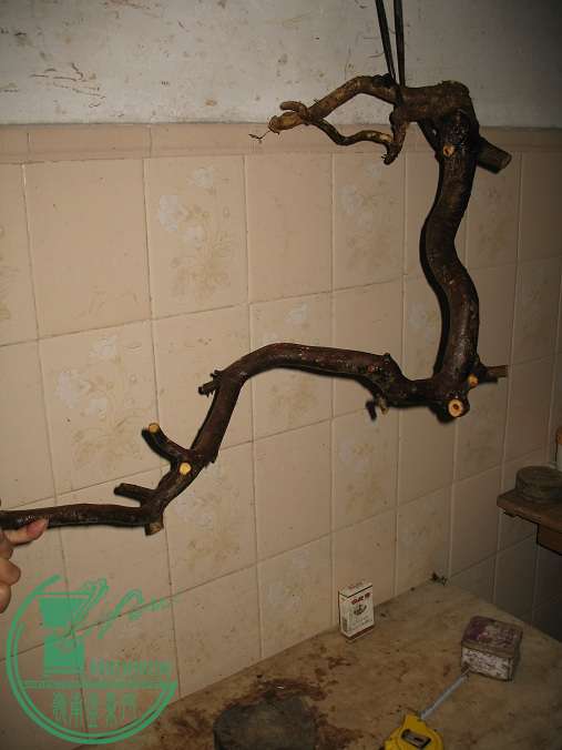 031.JPG