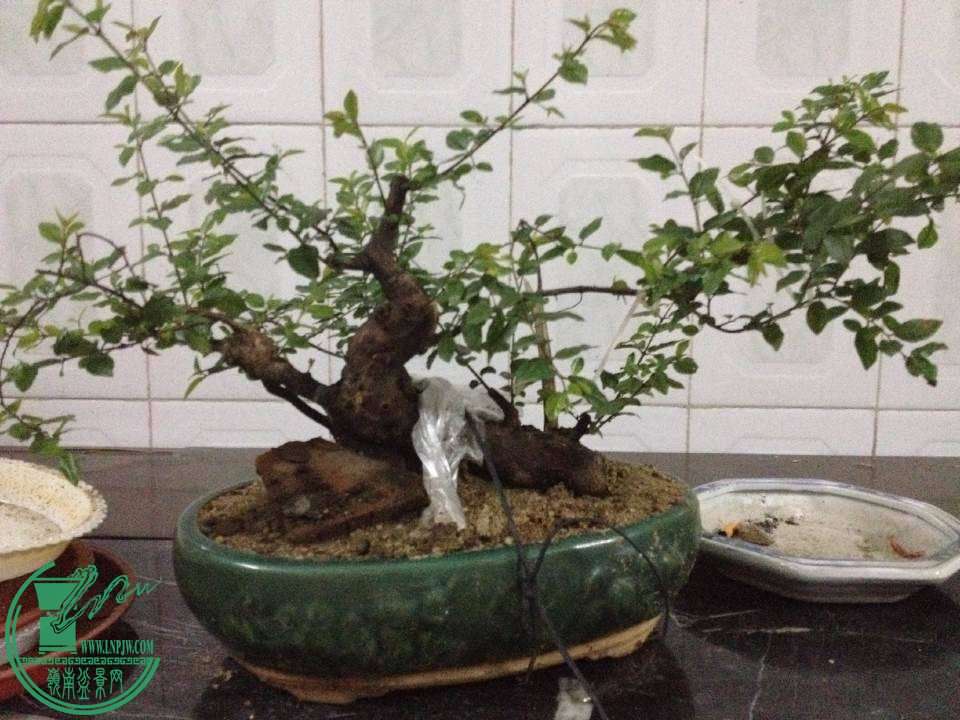230054mciqddvhi8c2eqqr.jpg.thumb.jpg