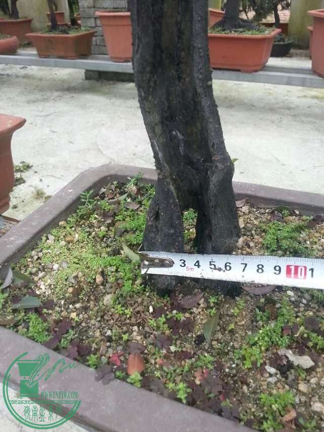 image.jpg