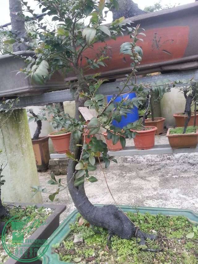 image.jpg