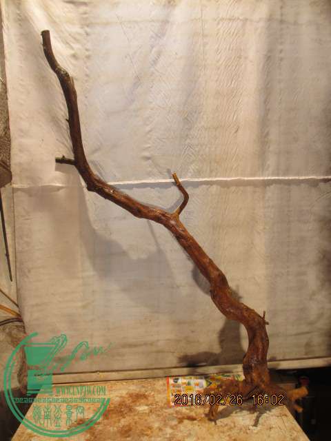 IMG_6426.JPG
