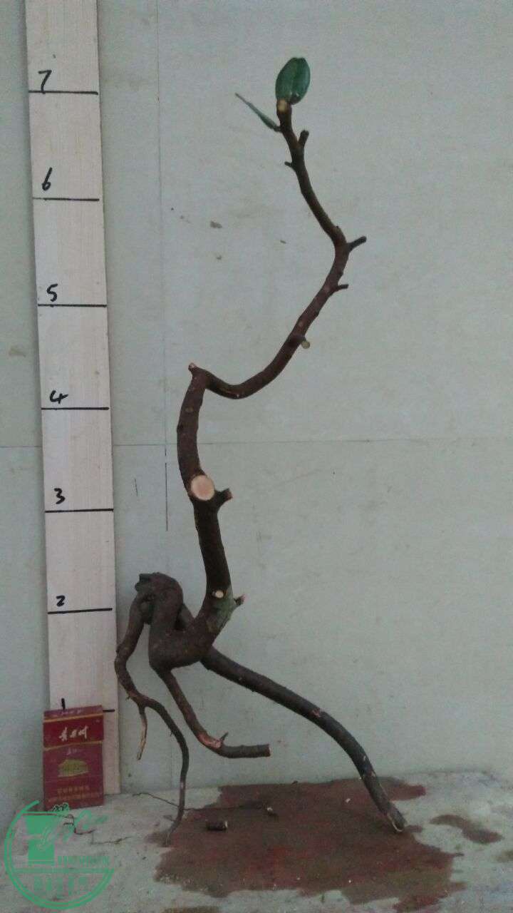 QQͼƬ20160226201251.jpg