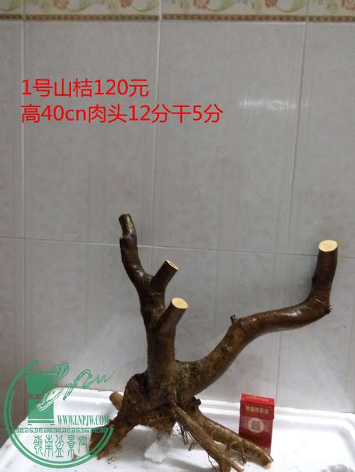 P60226-205725_.jpg