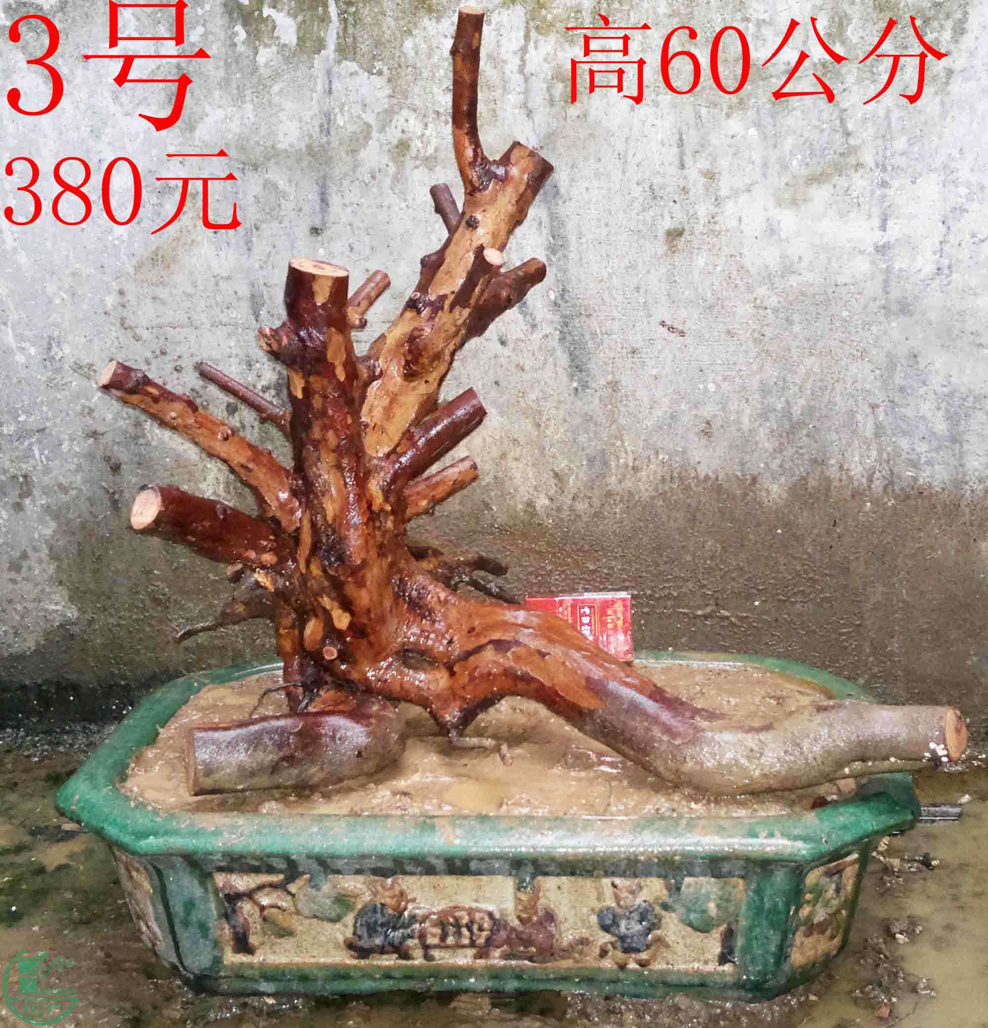003.jpg
