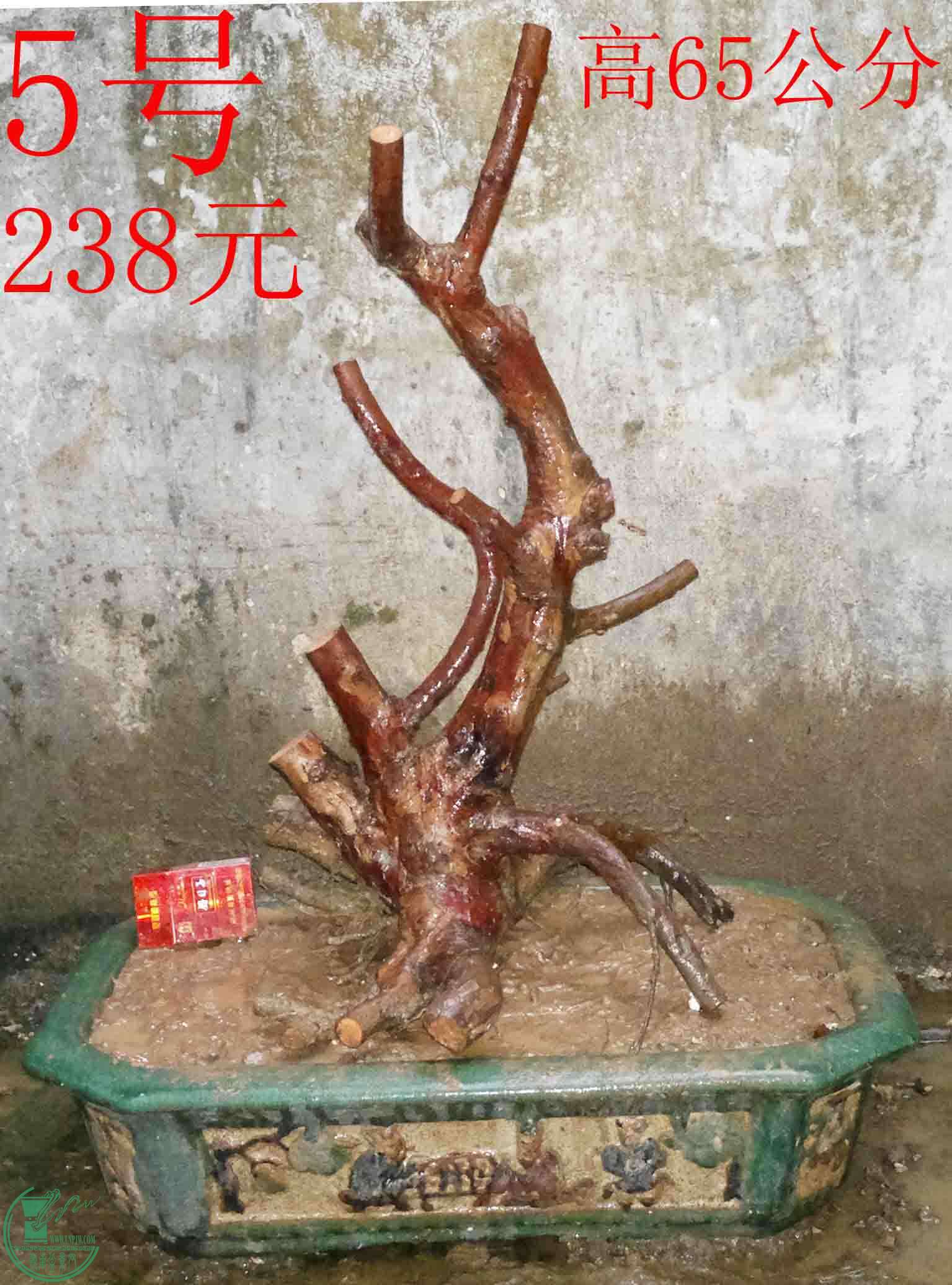 005.jpg