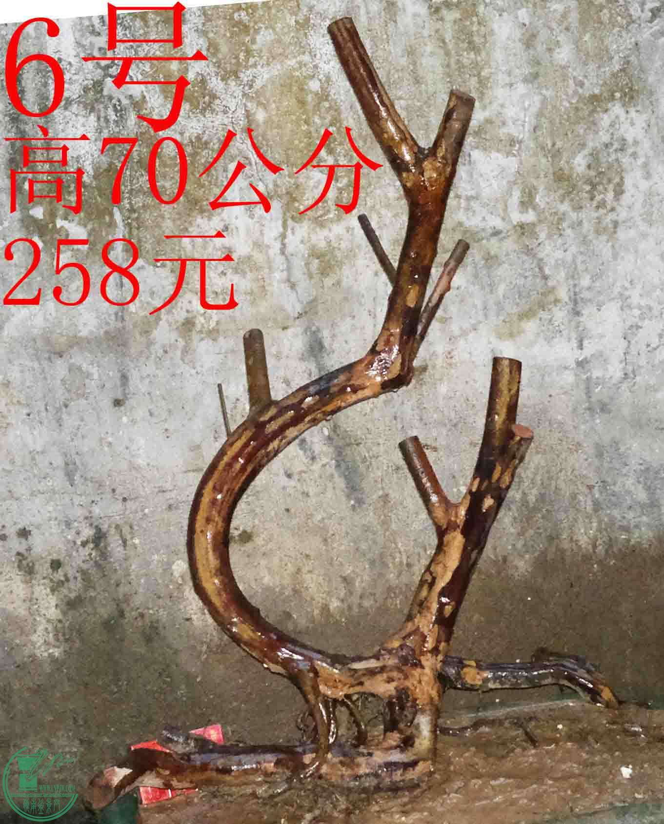 006.jpg