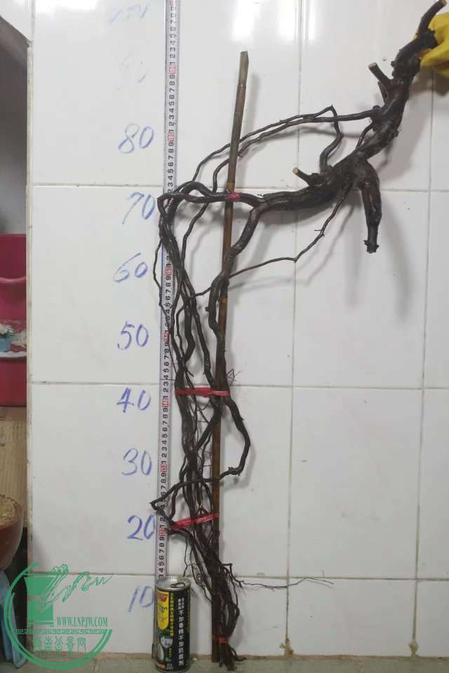 psb (11).jpg