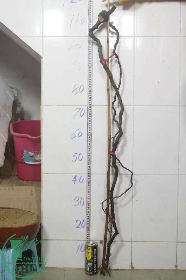 psb (13).jpg