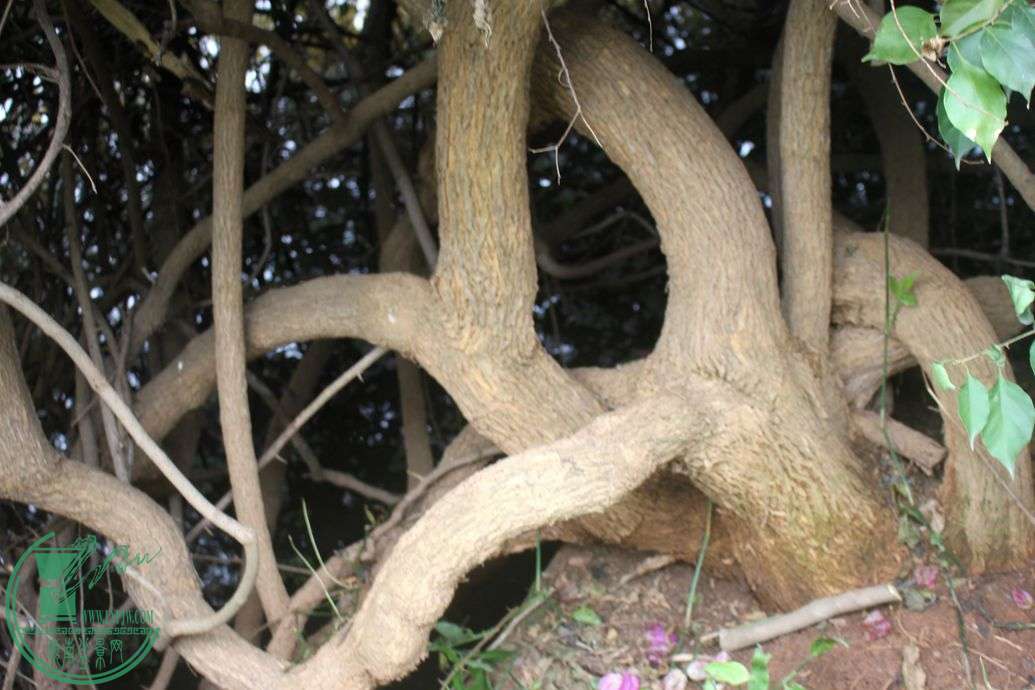 Ƭ 047.jpg