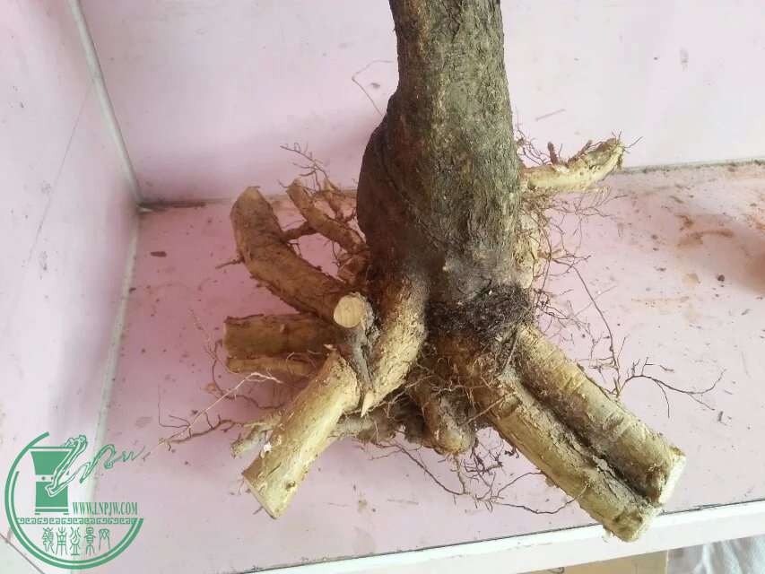 image.jpg