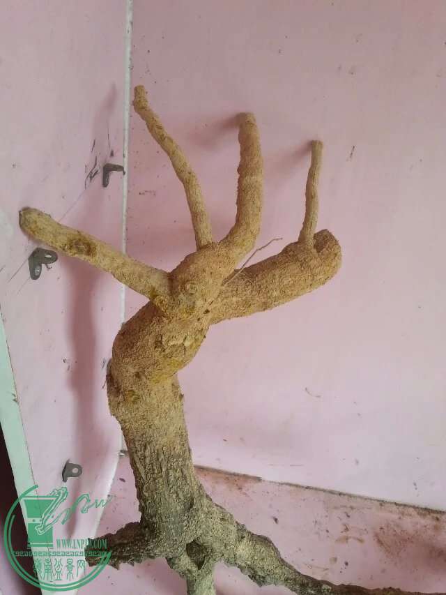 image.jpg