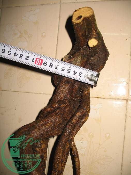 040.JPG
