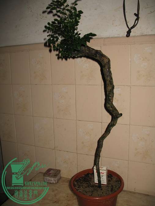 010.JPG
