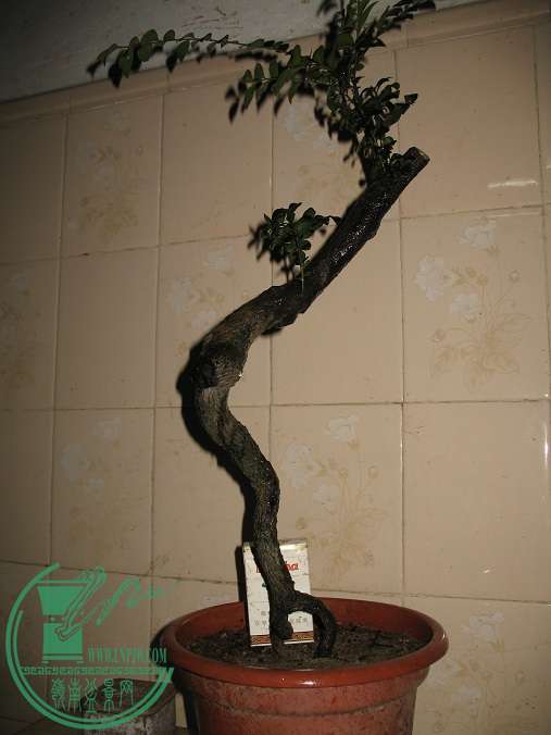 004.JPG