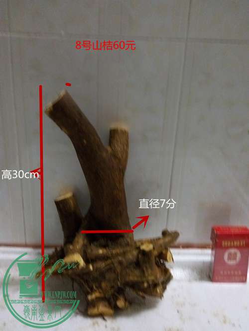 P60228-203144_.jpg