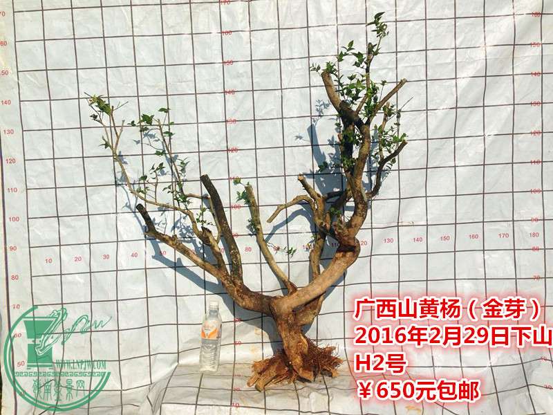 QQͼƬ20160229195701_.jpg