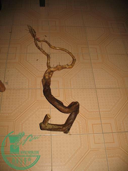 031.JPG