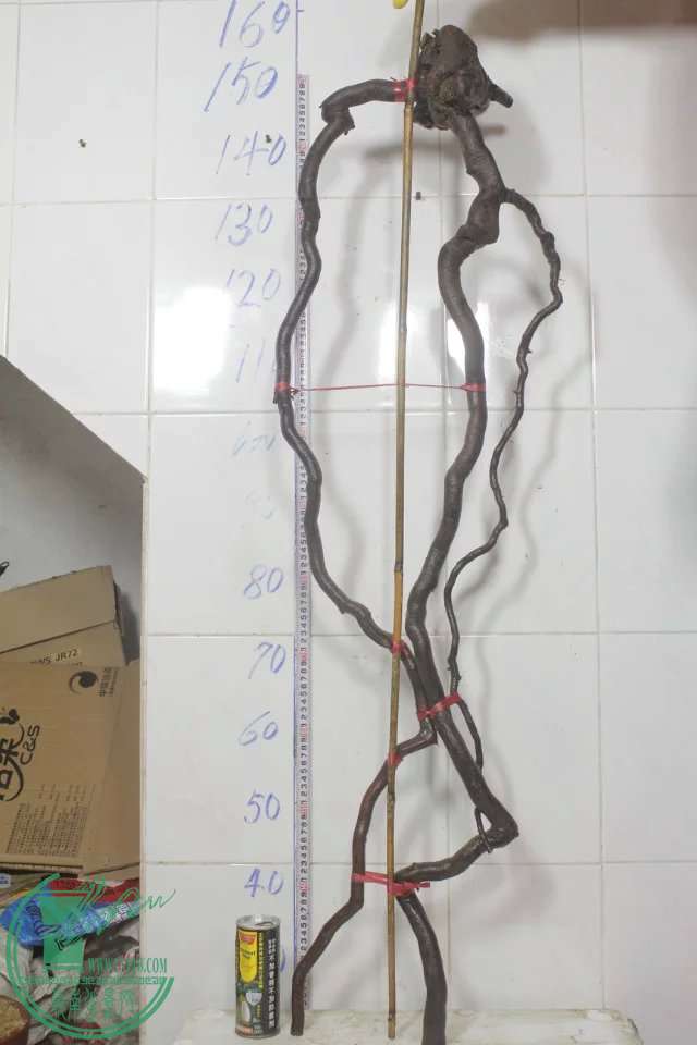 psb (18).jpg