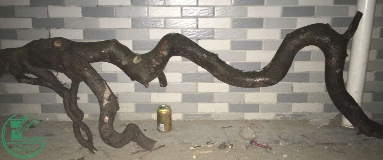 image.jpeg