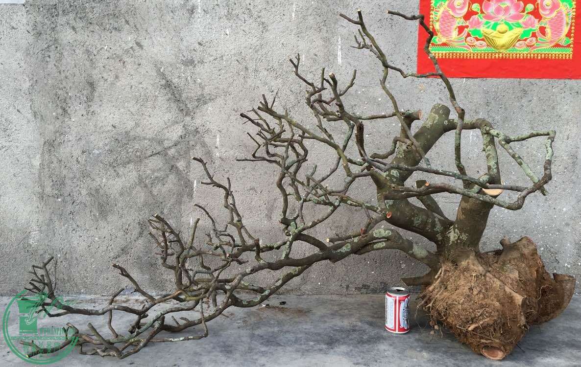 QQͼƬ20160301192541.jpg