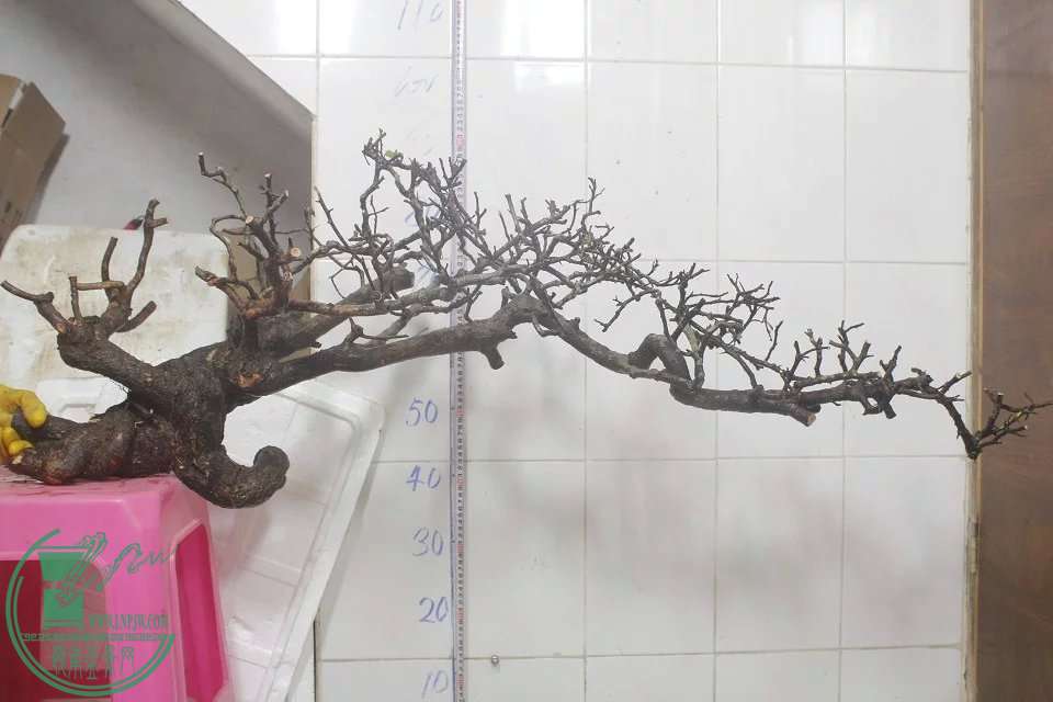 psb (9).jpg