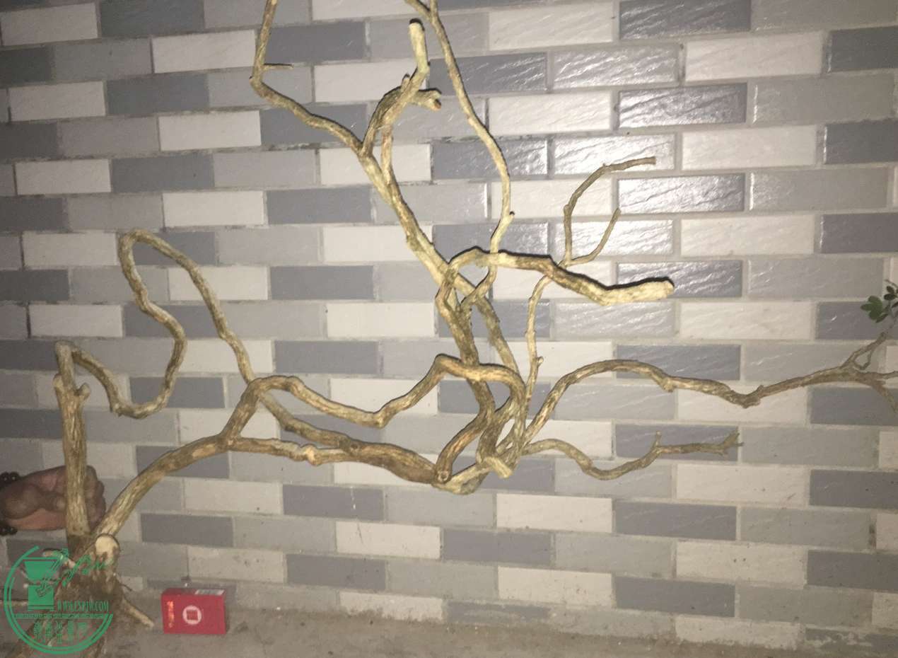 image.jpeg