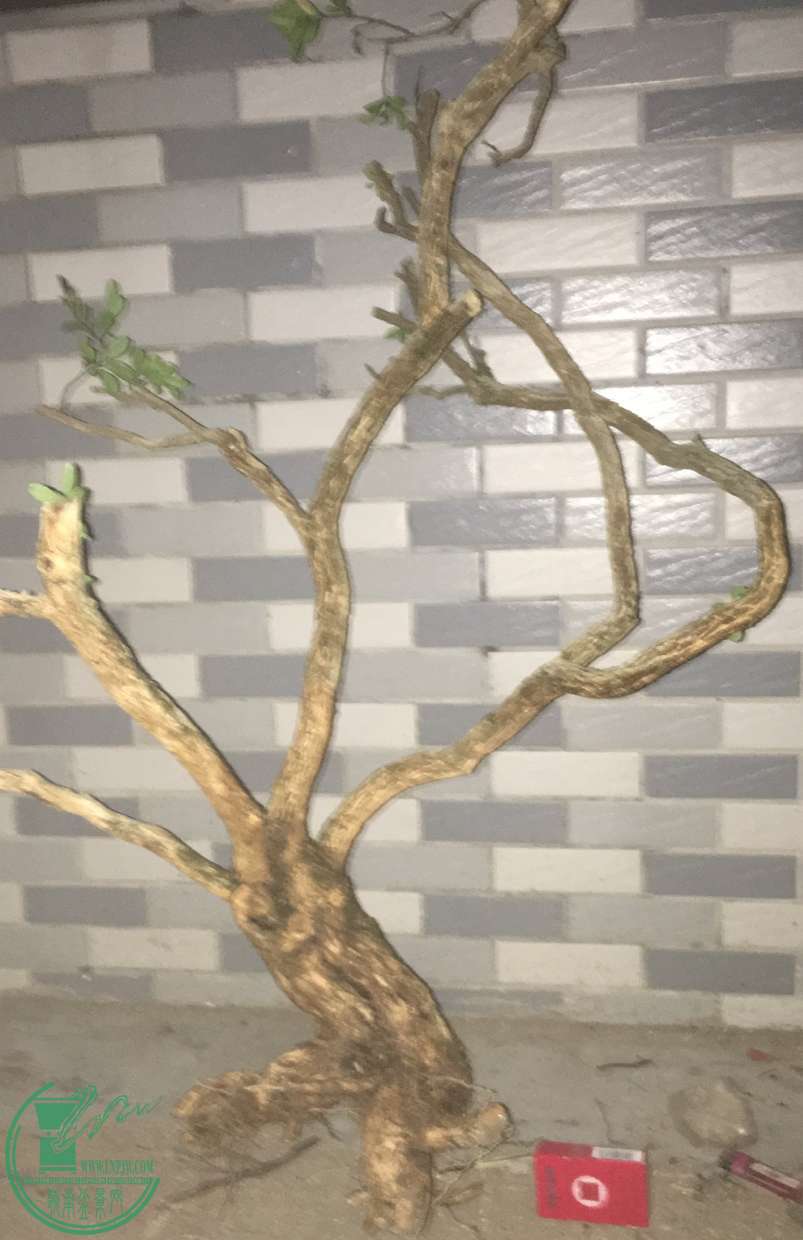 image.jpeg
