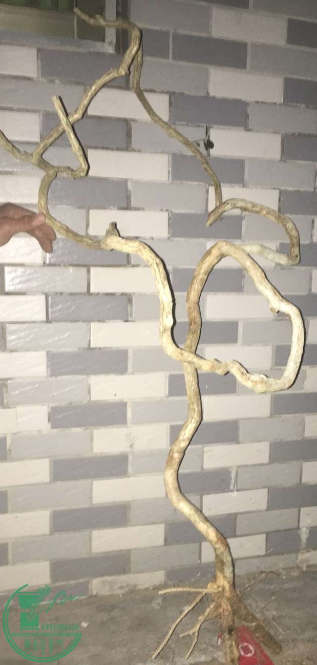 image.jpeg