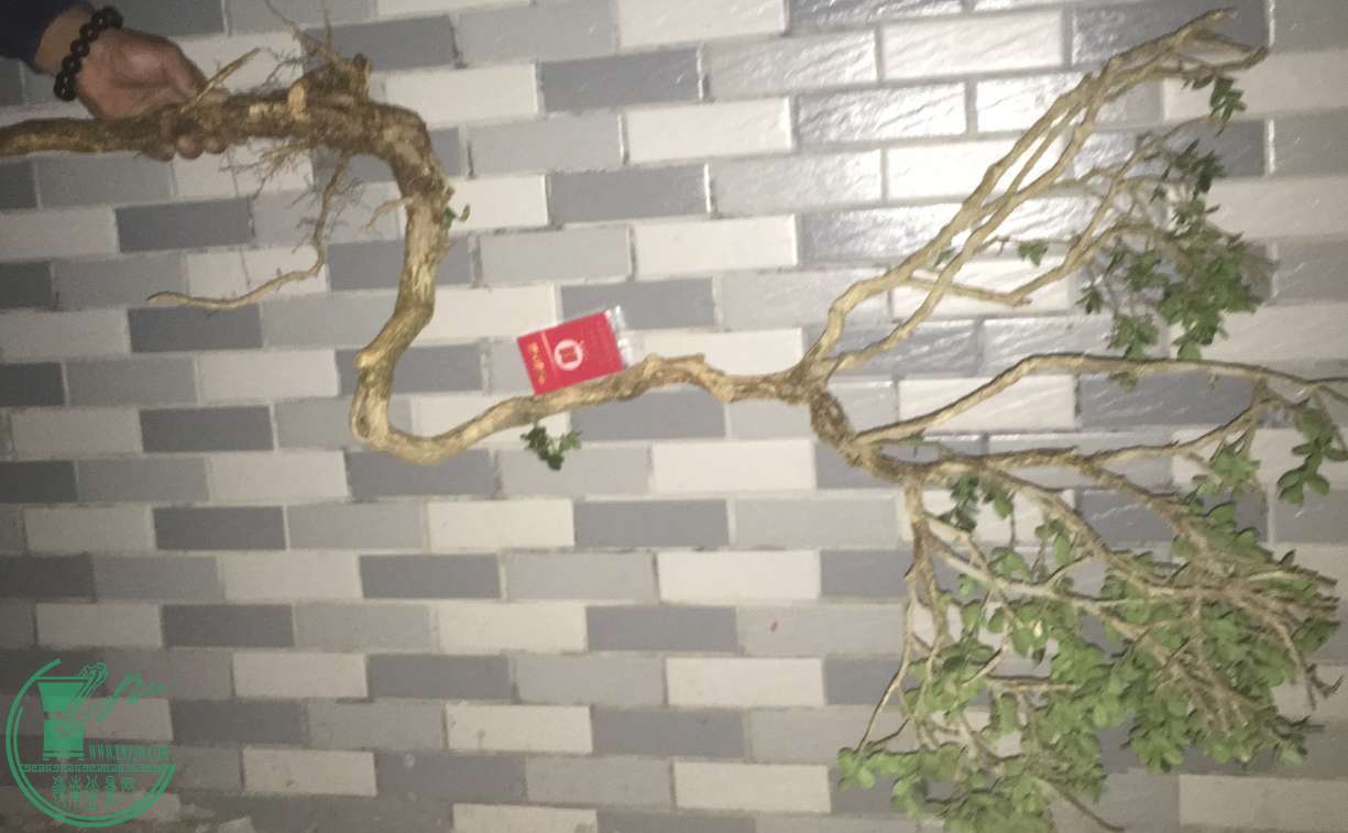 image.jpeg