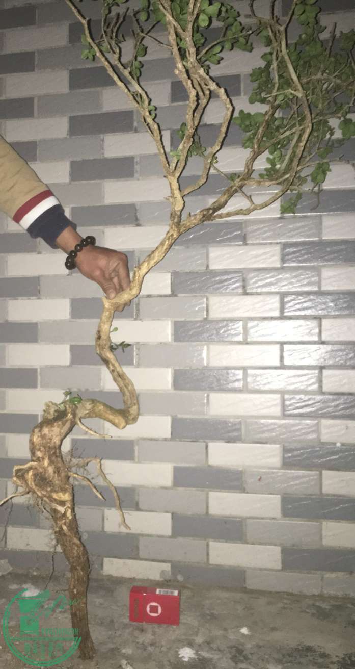 image.jpeg