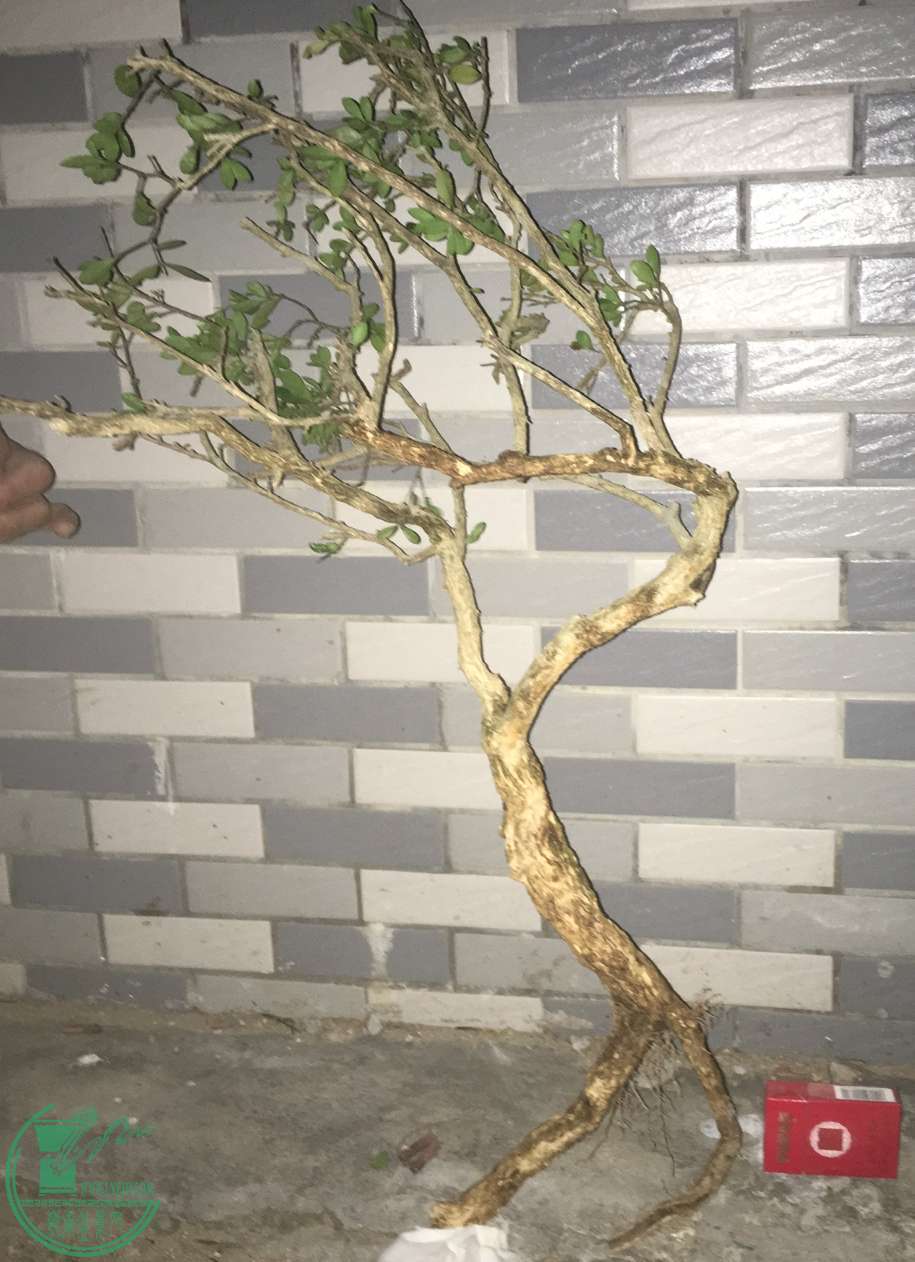 image.jpeg