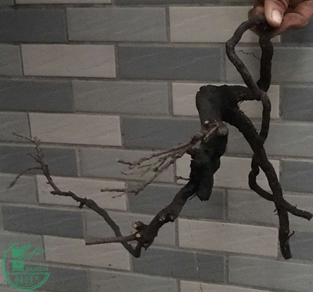 image.jpeg