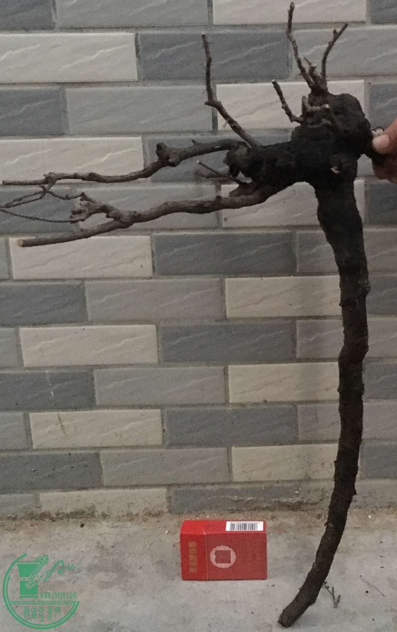 image.jpeg