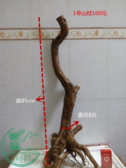 P60302-181350_.jpg