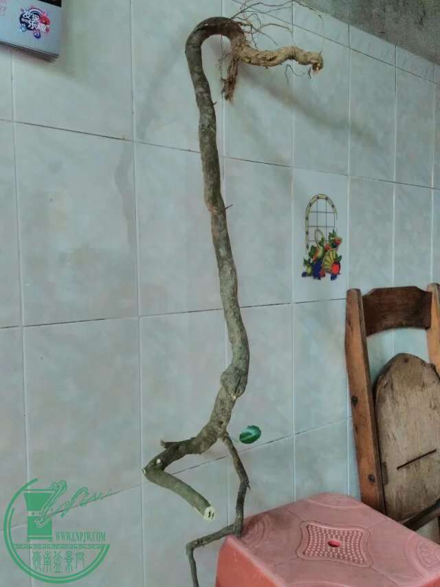 psb55.jpg