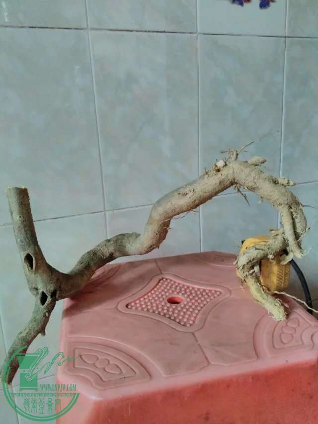 psb (77).jpg