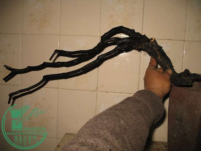 030.JPG