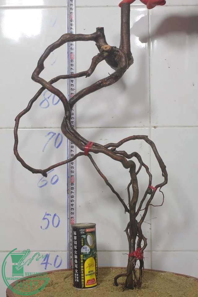 psb (8).jpg