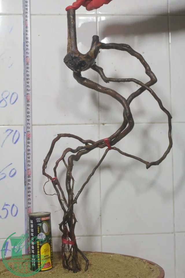 psb (9).jpg