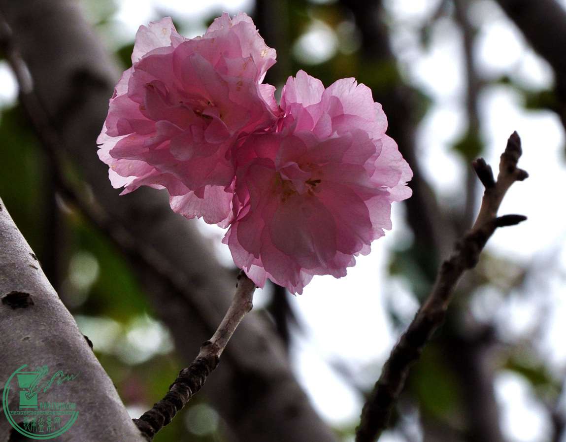 DSC_0012.jpg