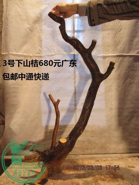 IMG_6516.JPG