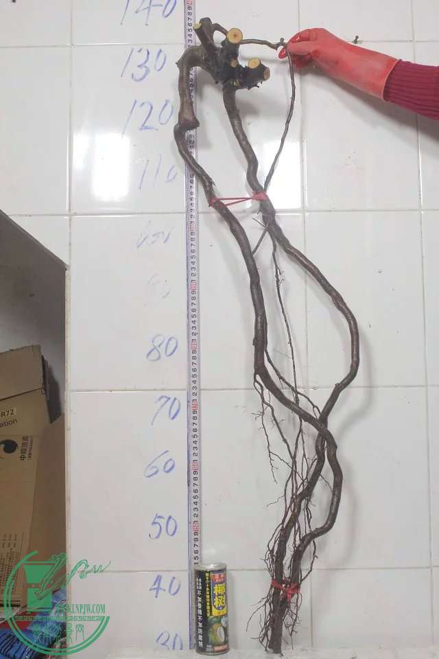psb (18).jpg