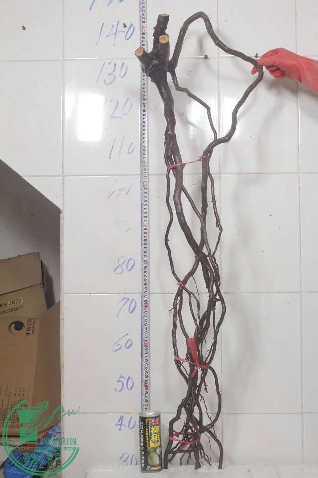 psb (8).jpg