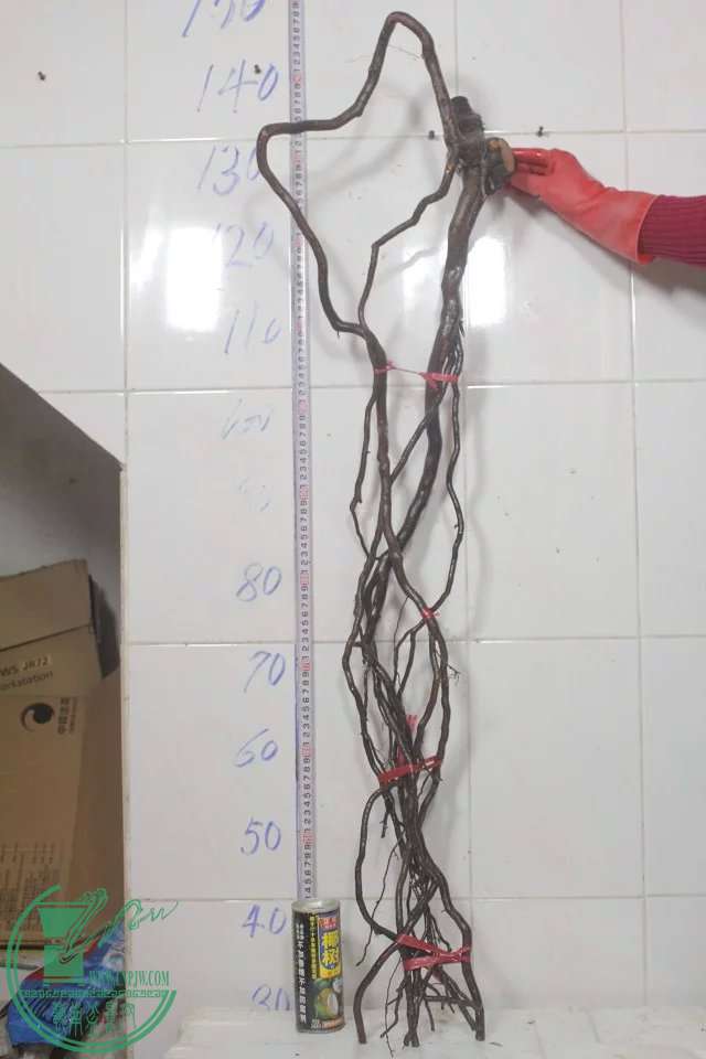 psb (9).jpg
