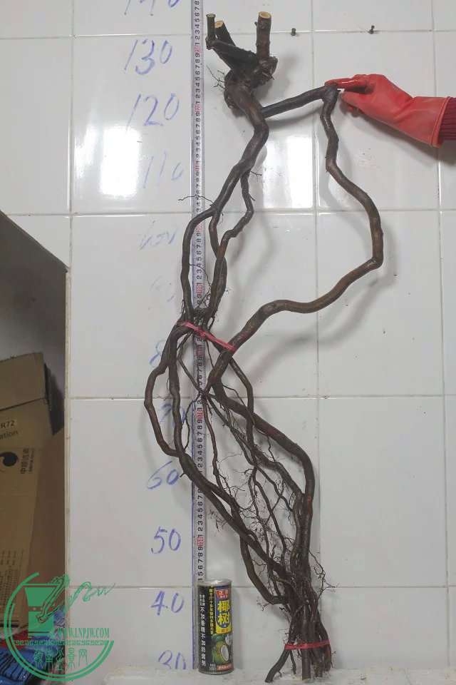 psb (22).jpg